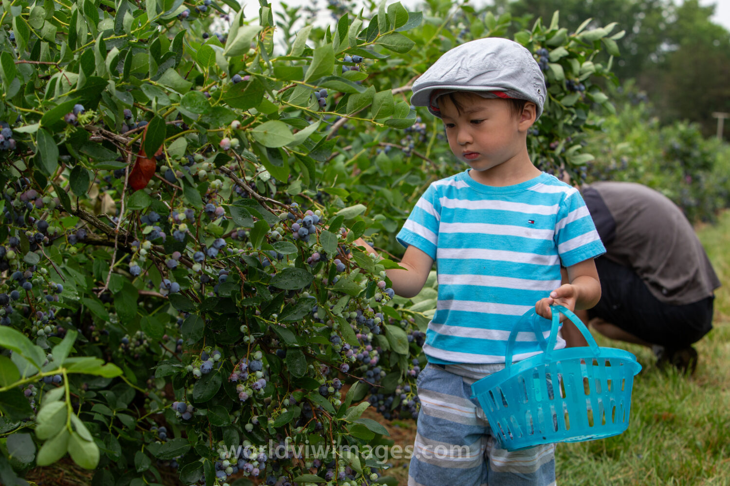 Picking Blueberries