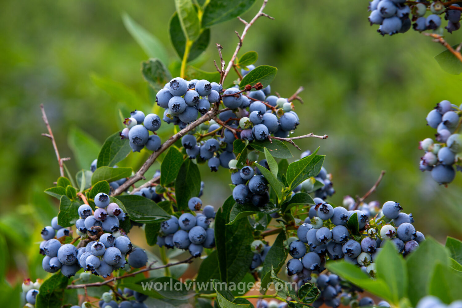 Blueberries on the Bush