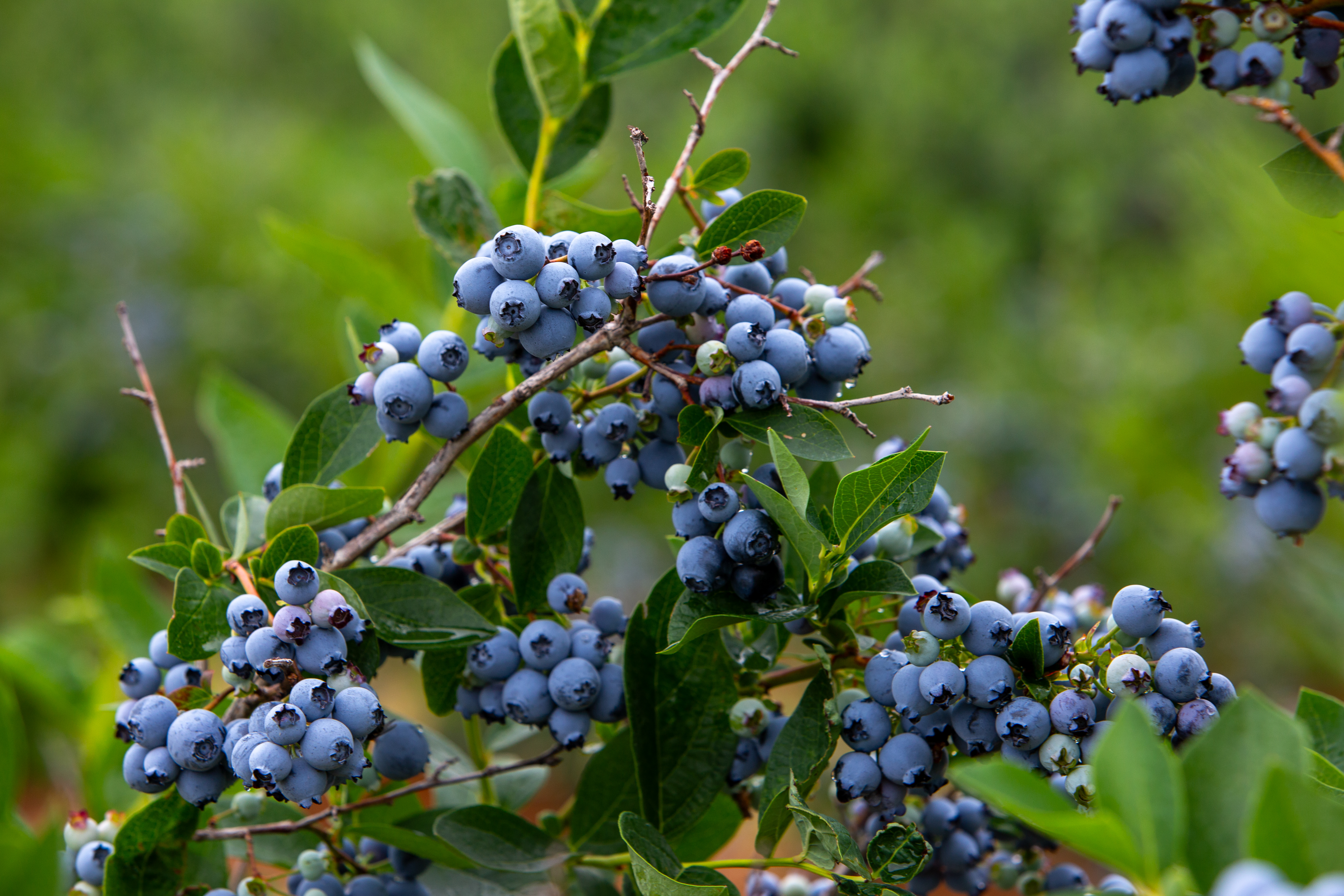 Blueberries on the Bush