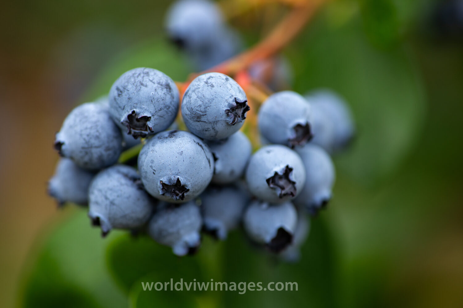 Blueberries on the Bush
