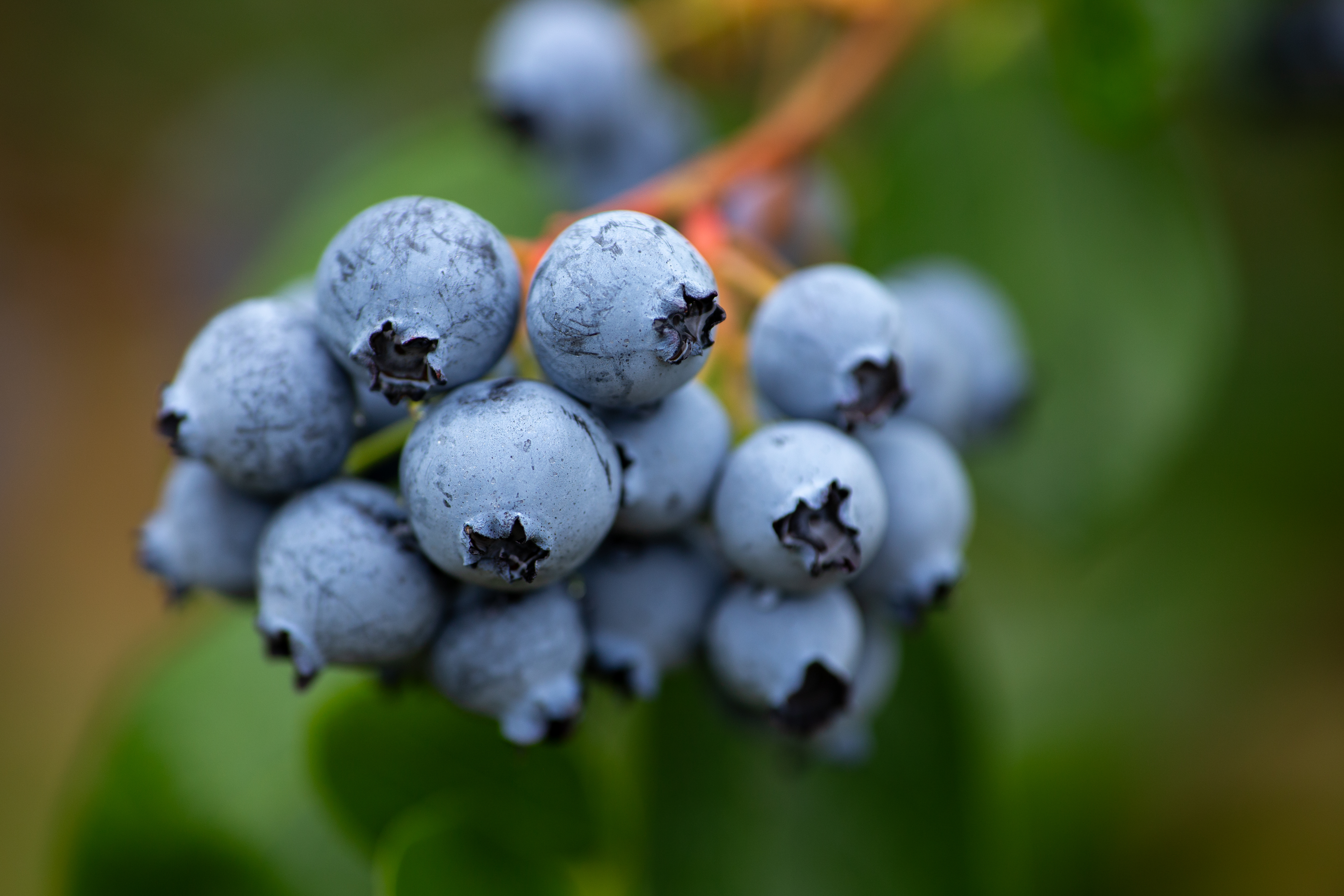 Blueberries on the Bush
