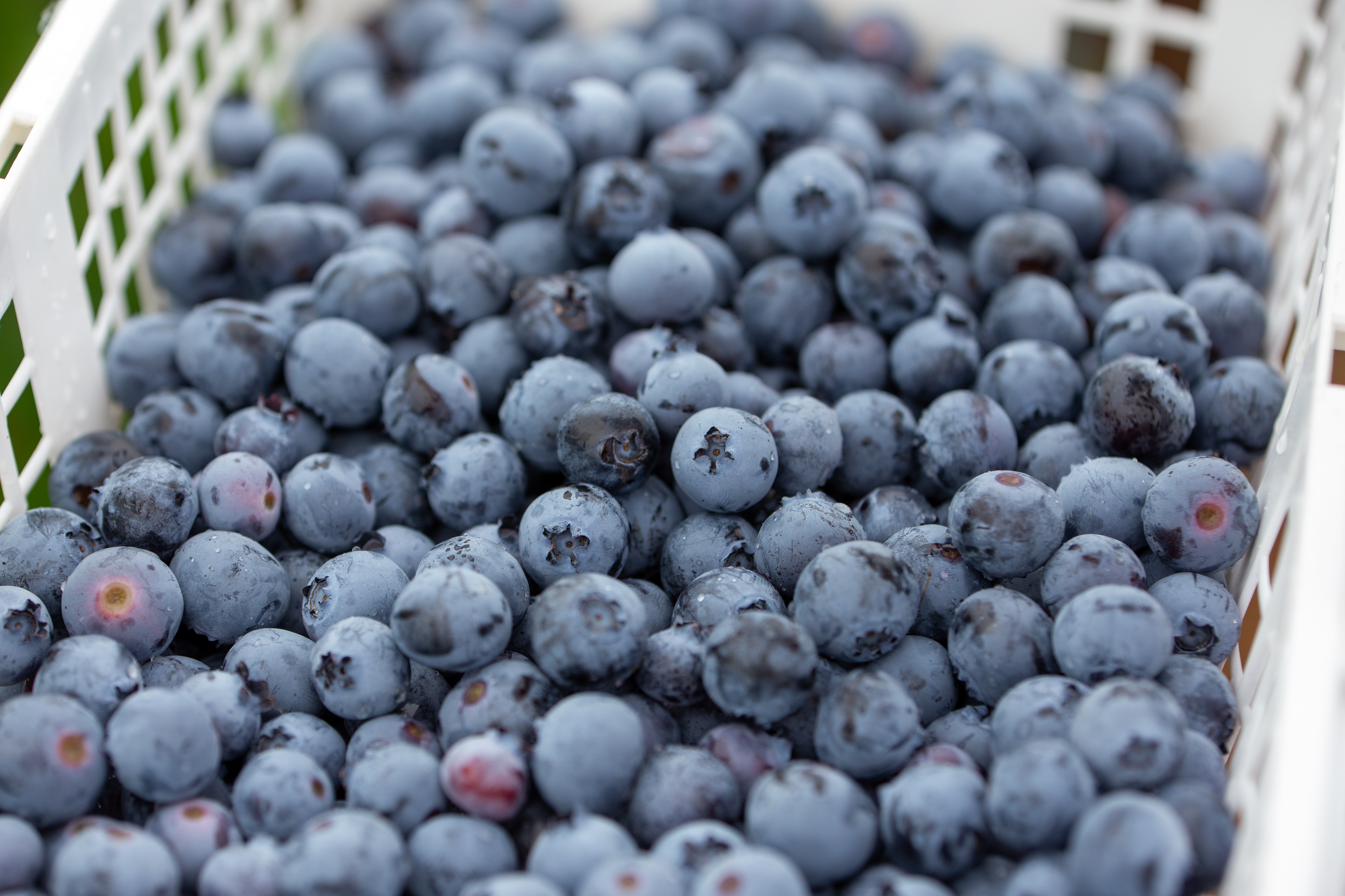 Blueberries in the basket
