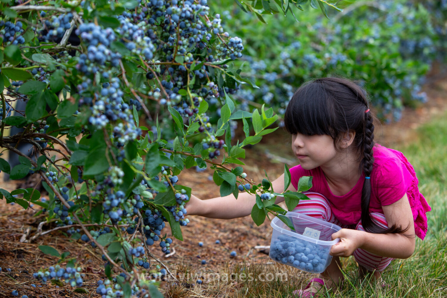 Picking Blueberries