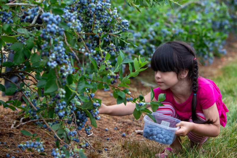 Picking Blueberries — Young girl picks blueberries — Bokeh, Flower, Nature, Person, Plant