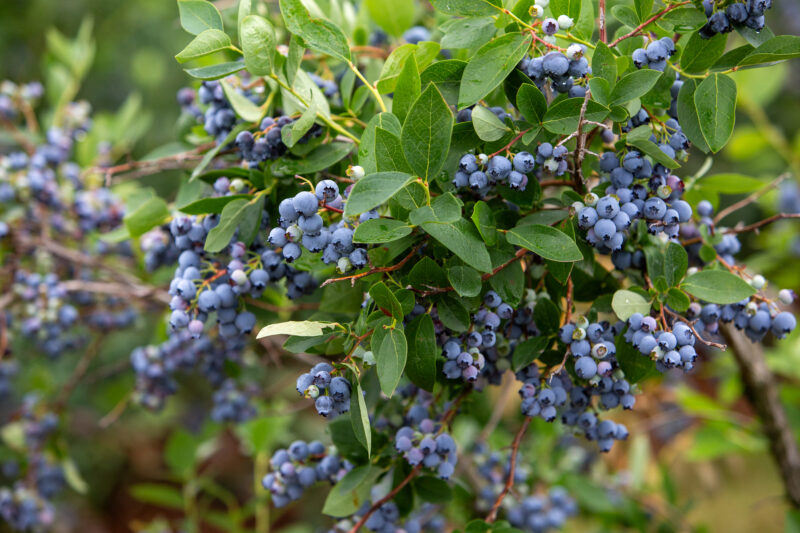 Blueberries on the Bush — Blueberries ripe for the picking — Food, Fruit, blueberries, berries