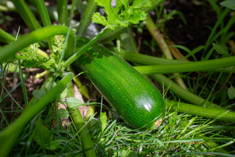 WorldViewImages_020110 — Food, Vegetable, Zucchini