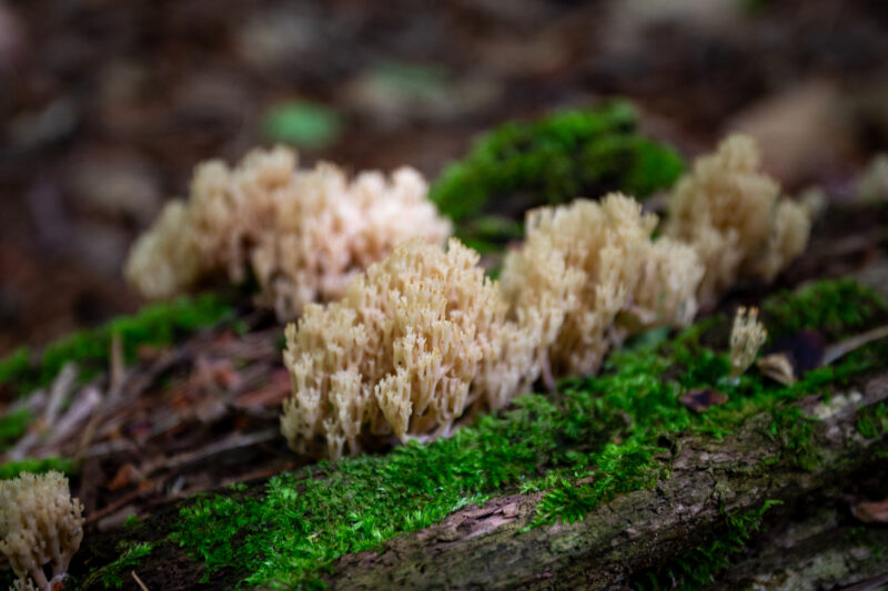 Mushrooms in the Forest — Mushroom, Nature