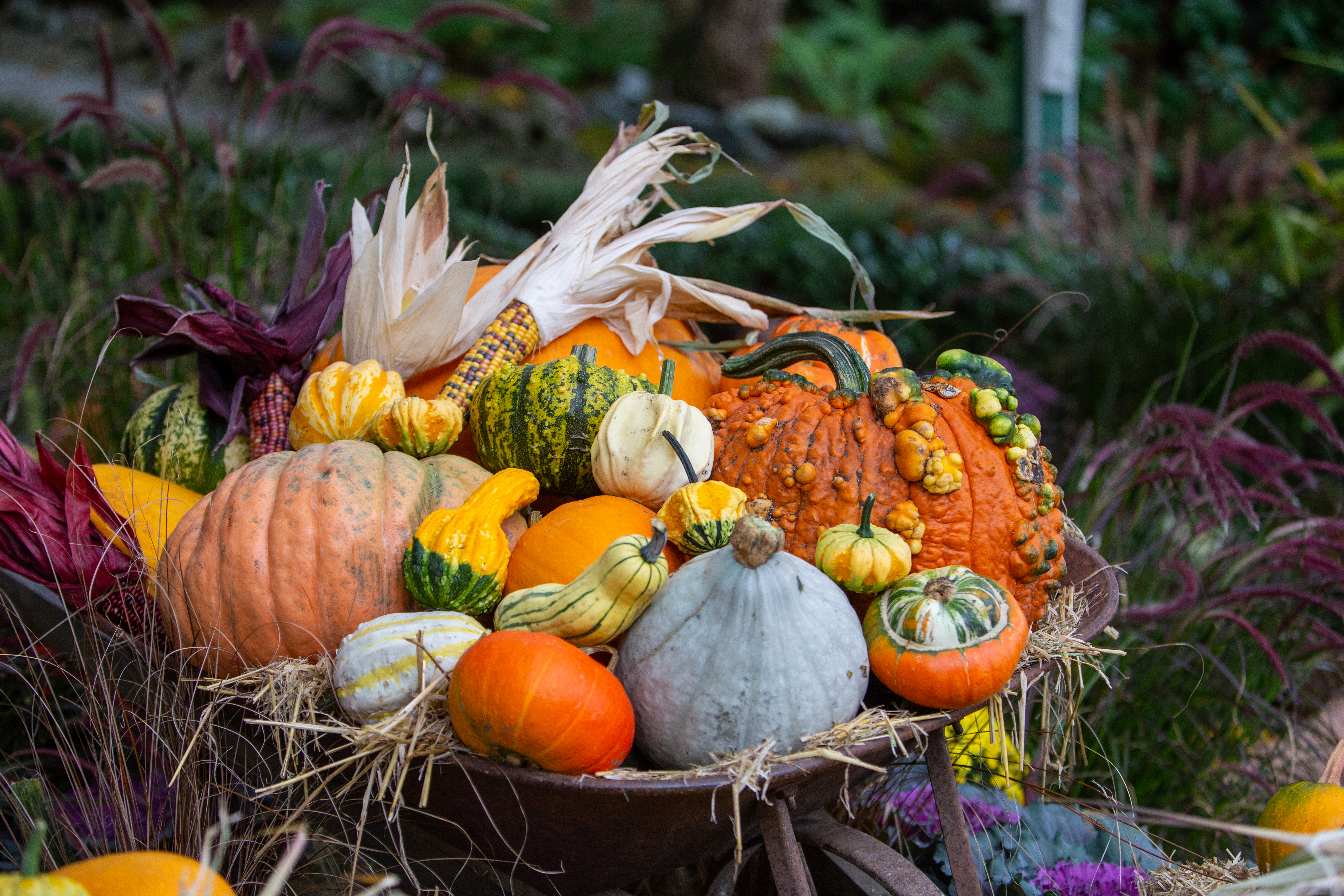 Fall Squash Collection
