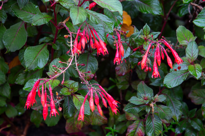 Fuchsia flowers — Nature, Plant, flowers, fuchsia