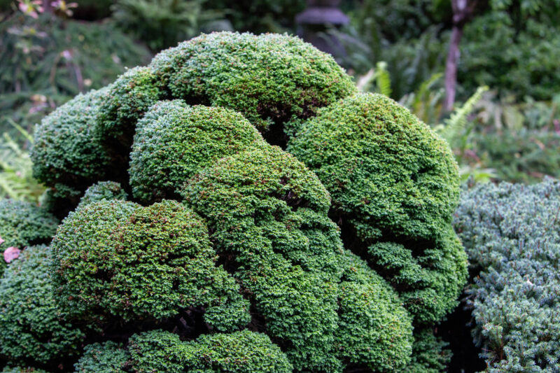Bushy Tree in QE Park — Food, Nature, Plant, Vegetable