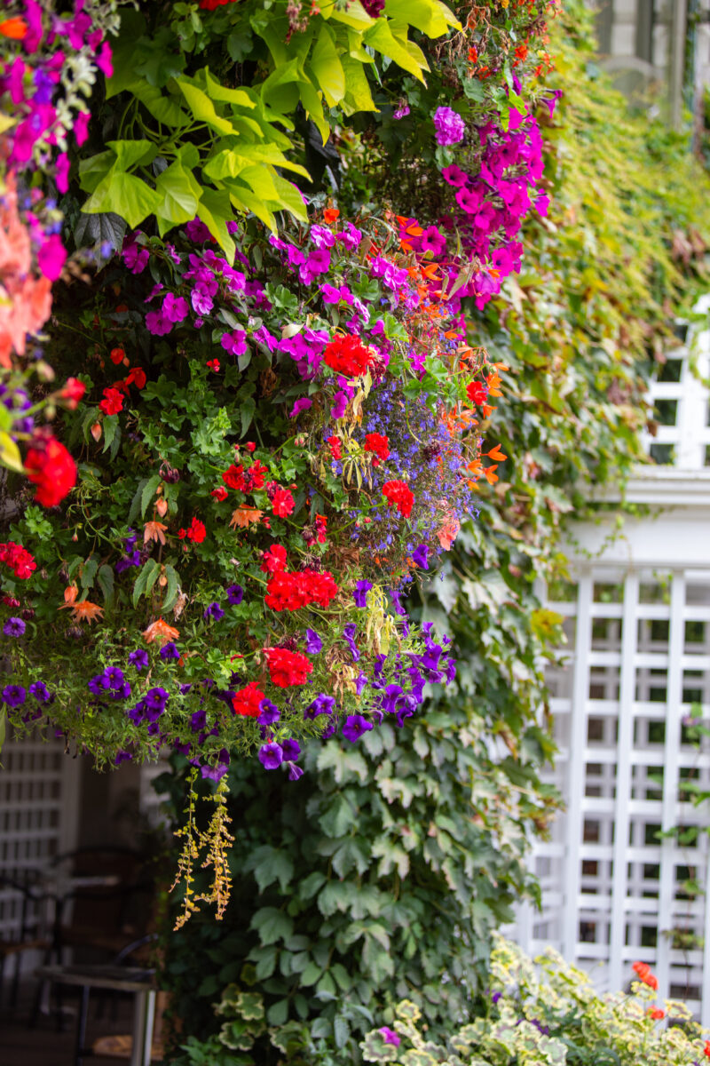 Photo: Flowers — Garden, Nature, Plant