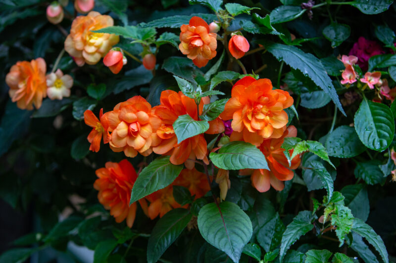 Bagonia — Flower, Nature, Plant, flower, flora