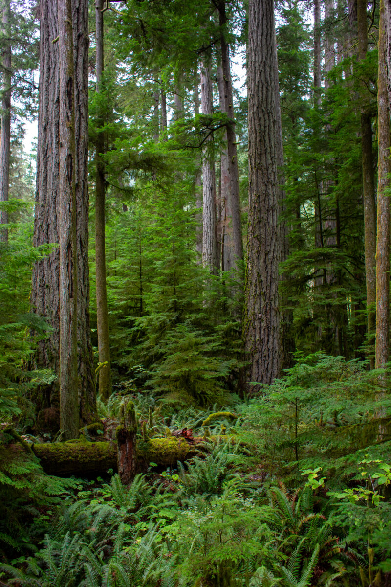 Large Growth Forest — Beautiful Douglas Fir Trees in a preserved forest on Vancouver Island, Canada — Trees, Forest, Canada, Large Growth, Douglas Fir