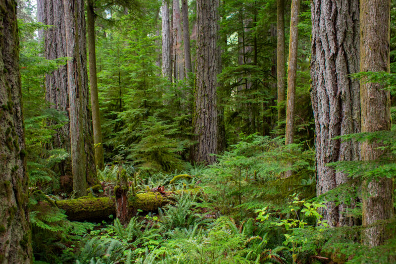 Large Growth Forest — Beautiful Douglas Fir Trees in a preserved forest on Vancouver Island, Canada — Trees, Forest, Canada, Large Growth, Douglas Fir