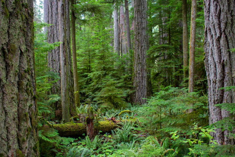 Large Growth Forest — Beautiful Douglas Fir Trees in a preserved forest on Vancouver Island, Canada — Trees, Forest, Canada, Large Growth, Douglas Fir