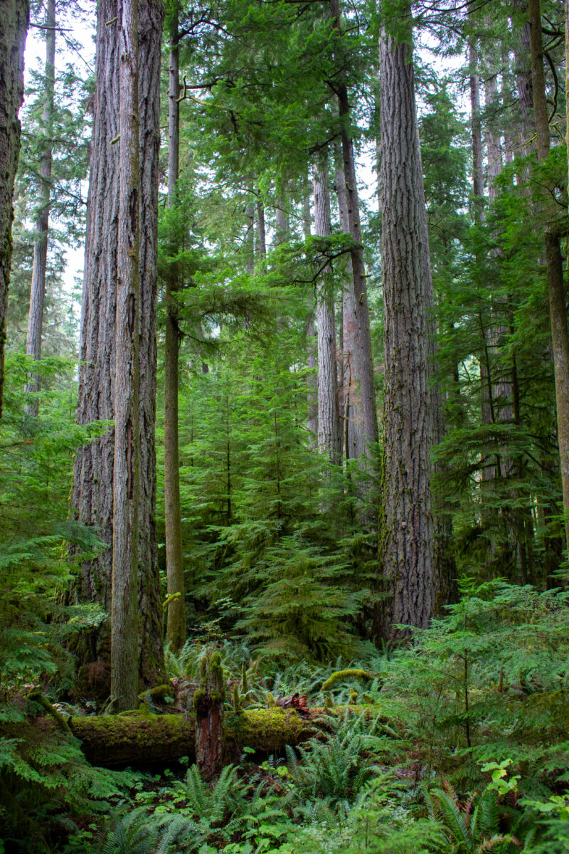 Large Growth Forest — Beautiful Douglas Fir Trees in a preserved forest on Vancouver Island, Canada — Trees, Forest, Canada, Large Growth, Douglas Fir