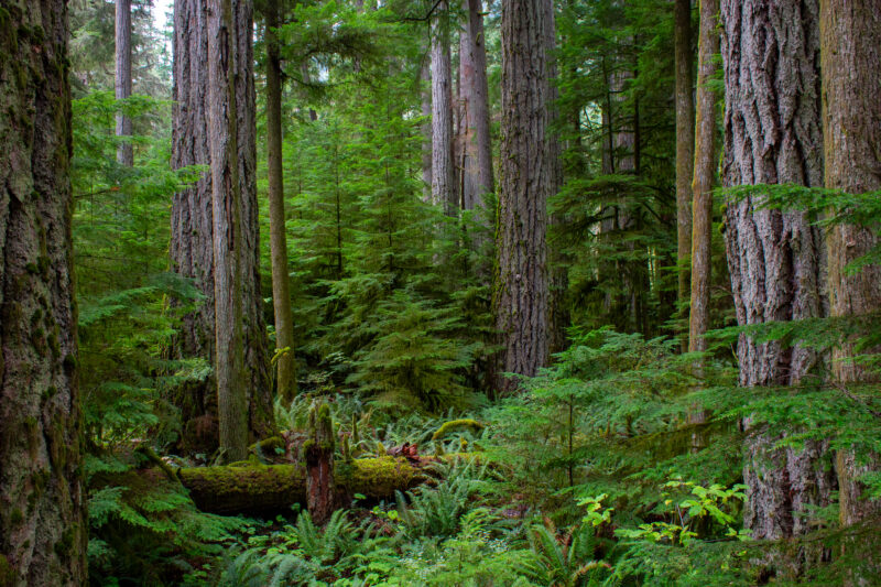 Large Growth Forest — Beautiful Douglas Fir Trees in a preserved forest on Vancouver Island, Canada — Trees, Forest, Canada, Large Growth, Douglas Fir