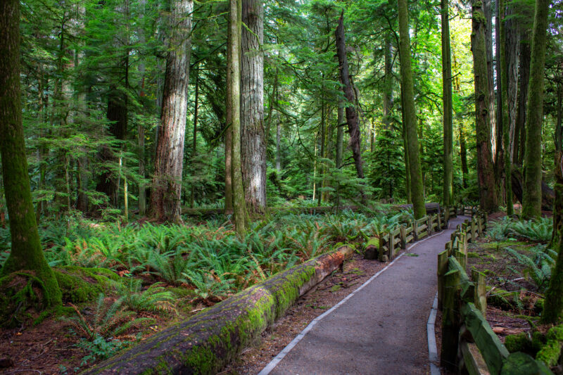 Large Growth Forest — Beautiful Douglas Fir Trees in a preserved forest on Vancouver Island, Canada — Trees, Forest, Canada, Large Growth, Douglas Fir