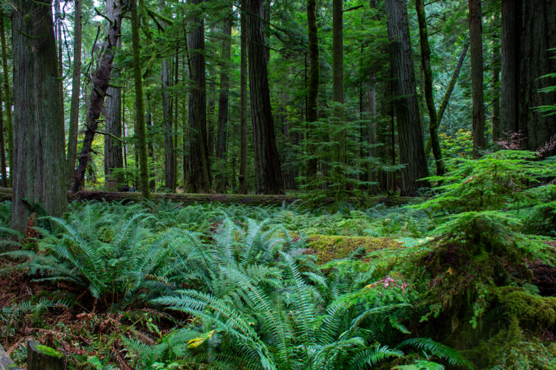 Large Growth Forest — Beautiful Douglas Fir Trees in a preserved forest on Vancouver Island, Canada — Trees, Forest, Canada, Large Growth, Douglas Fir