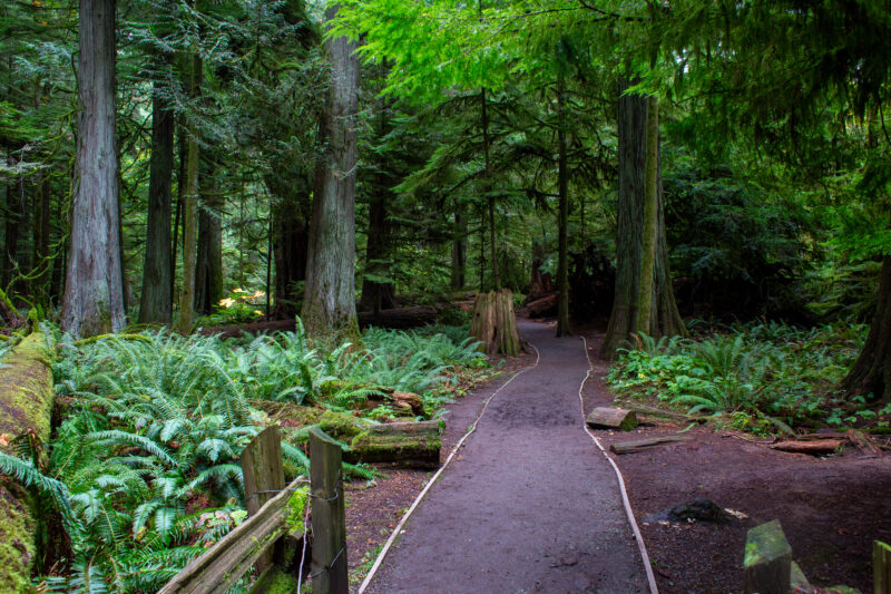 Large Growth Forest — Beautiful Douglas Fir Trees in a preserved forest on Vancouver Island, Canada — Trees, Forest, Canada, Large Growth, Douglas Fir