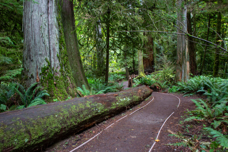 Large Growth Forest — Beautiful Douglas Fir Trees in a preserved forest on Vancouver Island, Canada — Trees, Forest, Canada, Large Growth, Douglas Fir