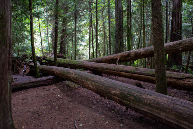 Large Growth Forest — Beautiful Douglas Fir Trees in a preserved forest on Vancouver Island, Canada — Trees, Forest, Canada, Large Growth, Douglas Fir