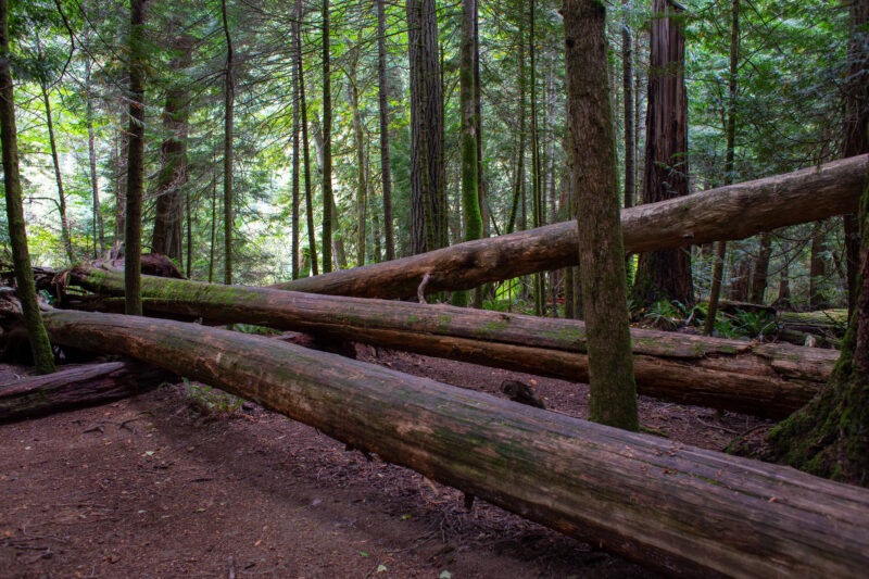 Large Growth Forest — Beautiful Douglas Fir Trees in a preserved forest on Vancouver Island, Canada — Trees, Forest, Canada, Large Growth, Douglas Fir