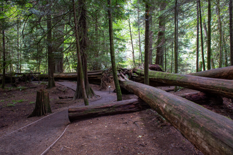Large Growth Forest — Beautiful Douglas Fir Trees in a preserved forest on Vancouver Island, Canada — Trees, Forest, Canada, Large Growth, Douglas Fir