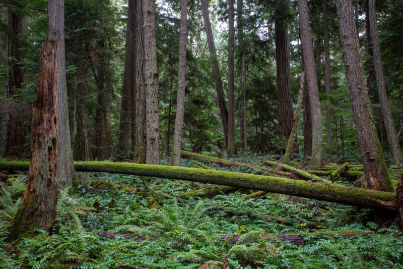 Large Growth Forest — Beautiful Douglas Fir Trees in a preserved forest on Vancouver Island, Canada — Trees, Forest, Canada, Large Growth, Douglas Fir