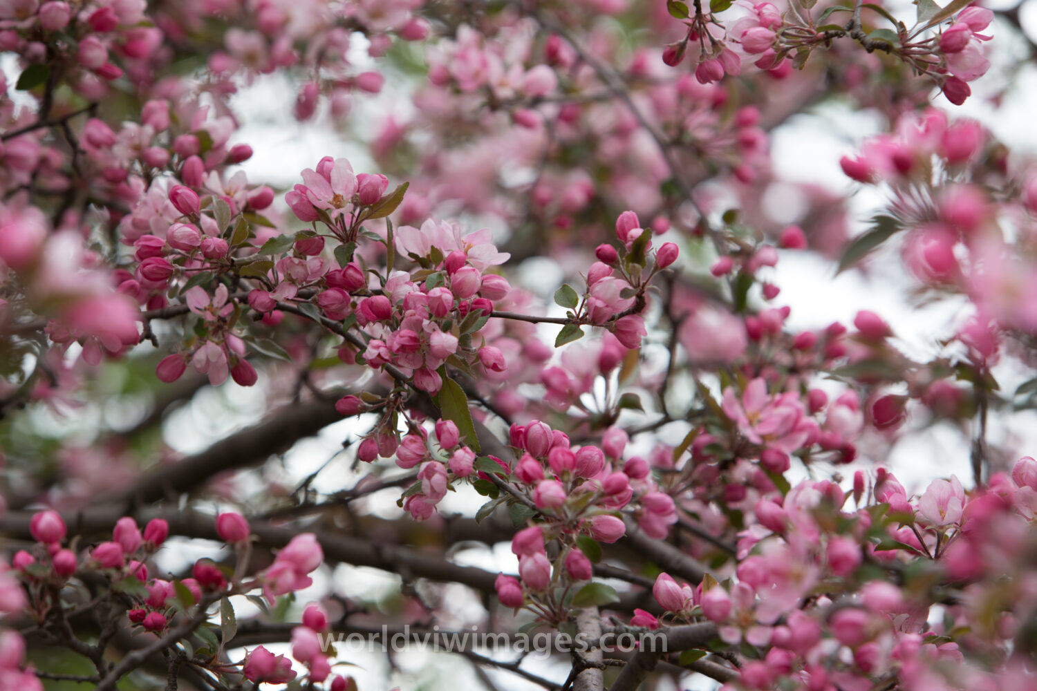 Tree Blossoms