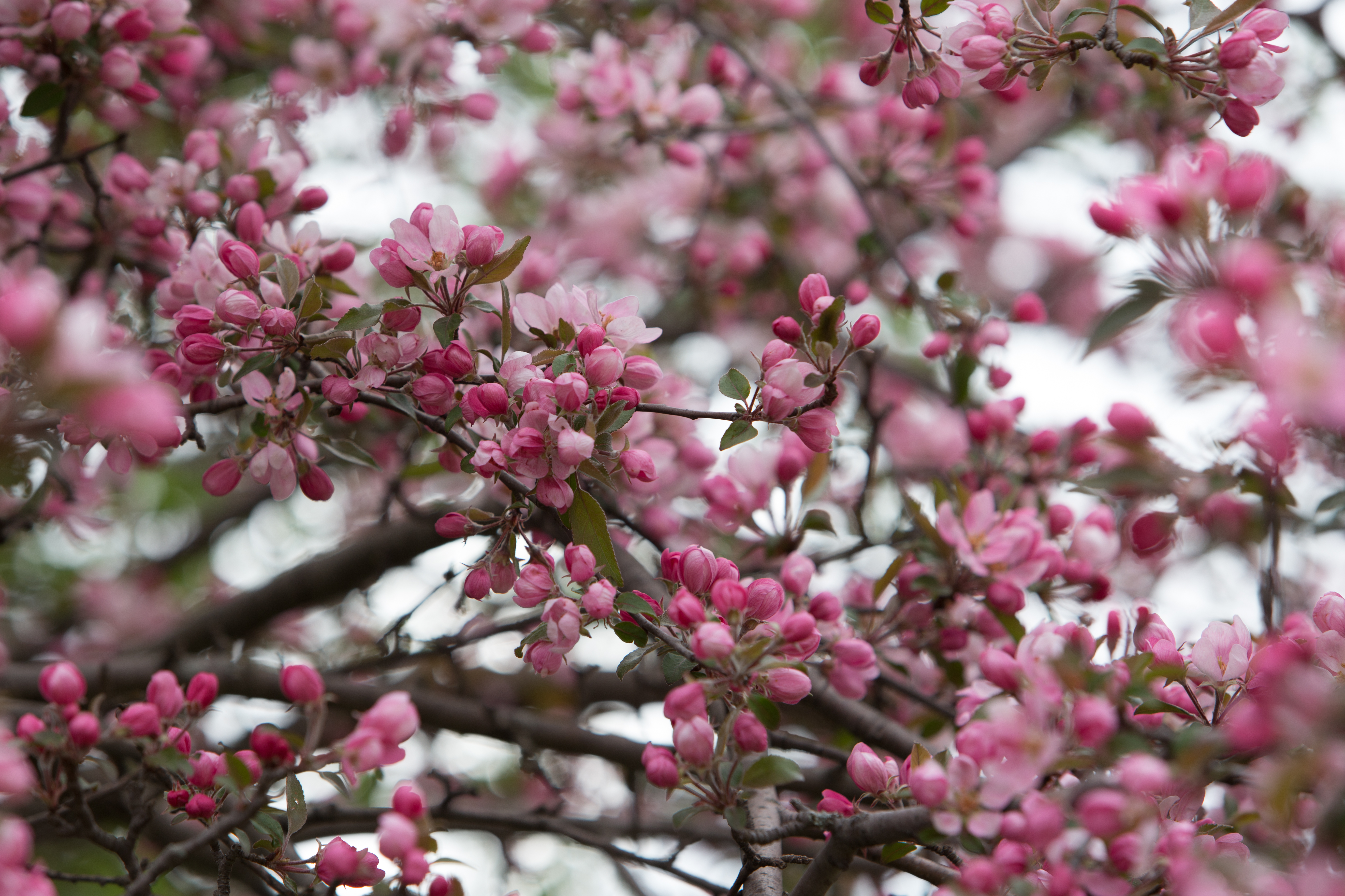 Tree Blossoms