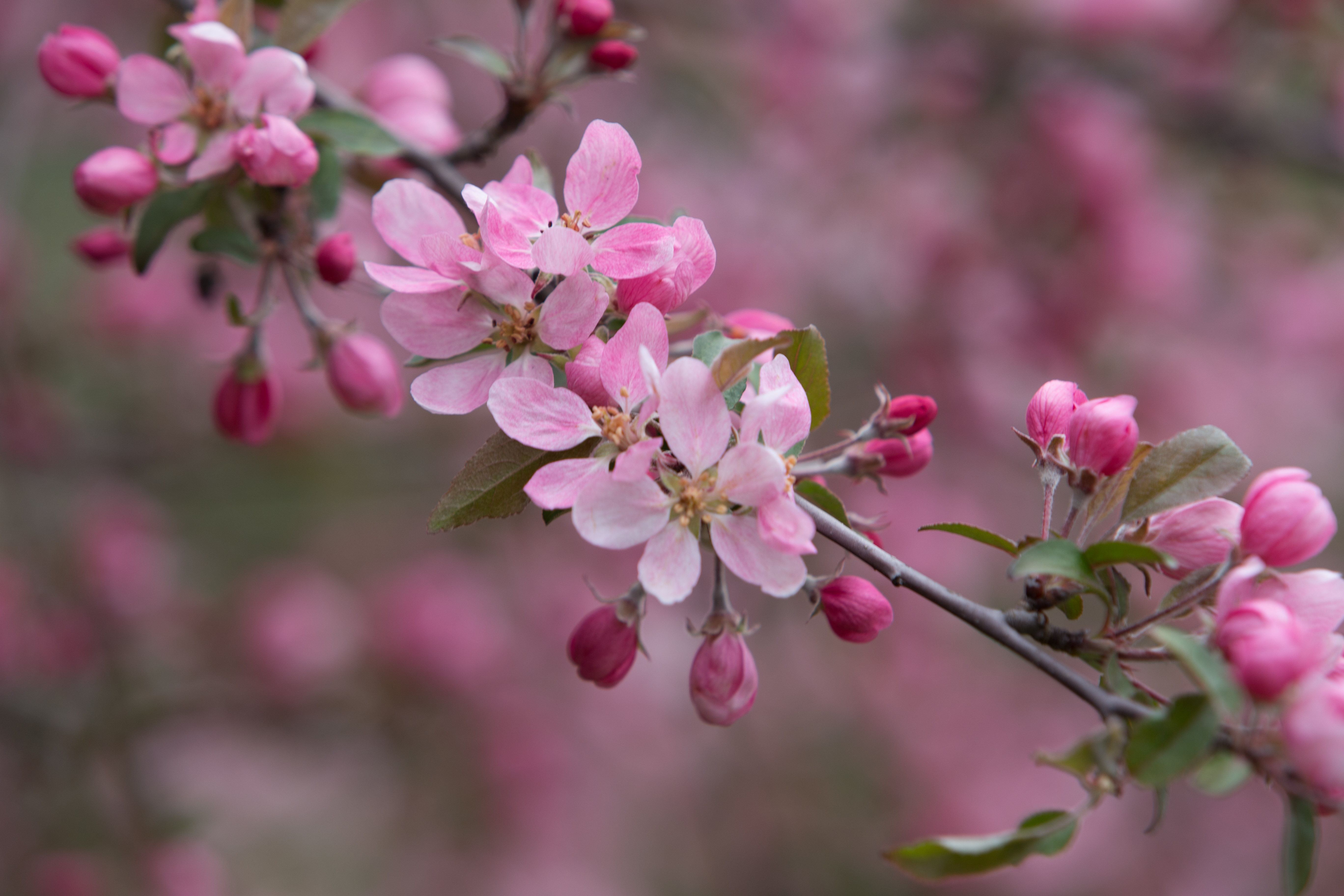 Tree Blossoms