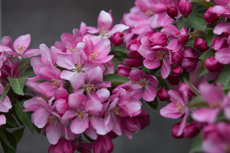 Tree Blossoms — Flowers, flora, blossoms, trees, Spring