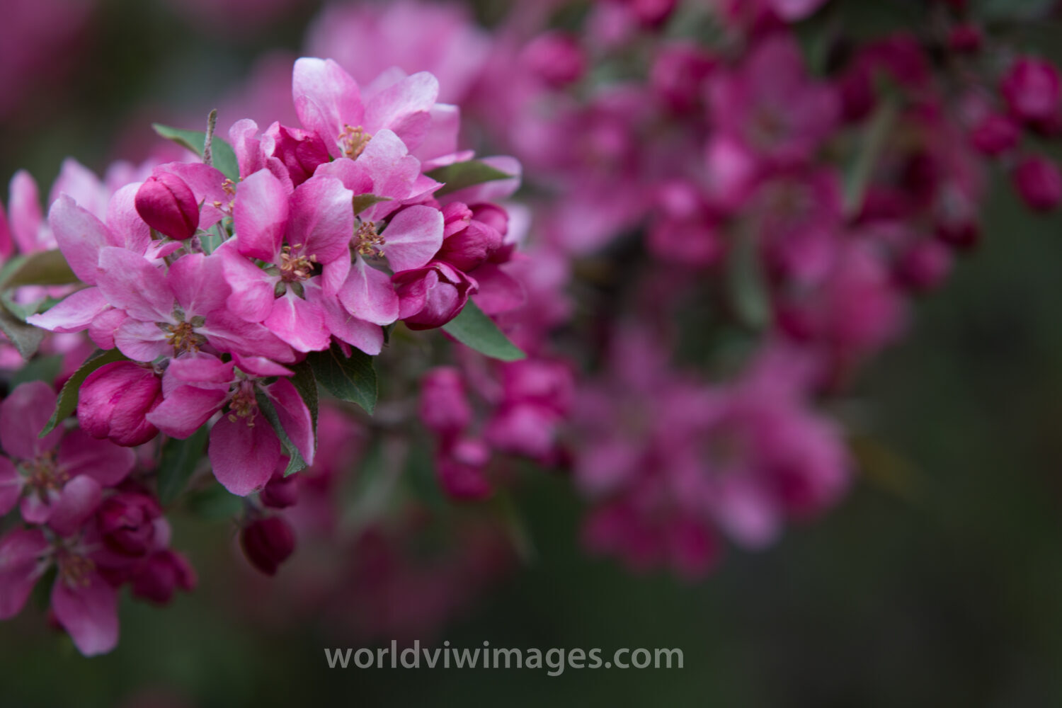 Tree Blossoms