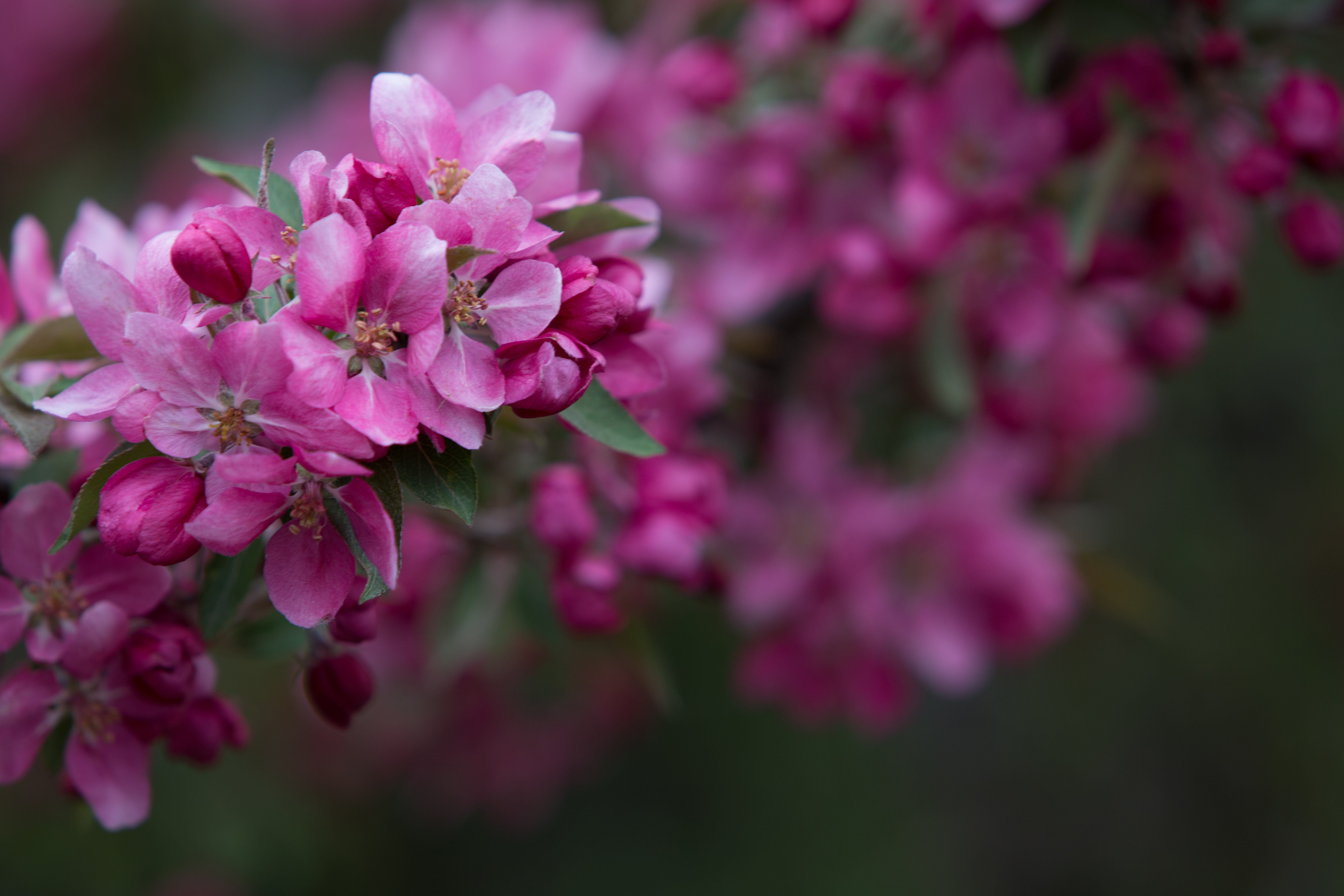 Tree Blossoms