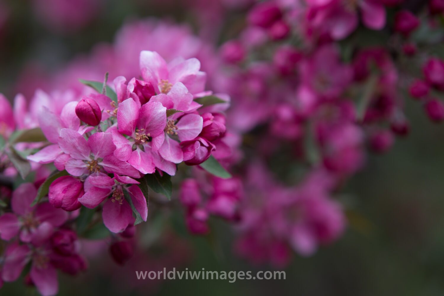 Tree Blossoms
