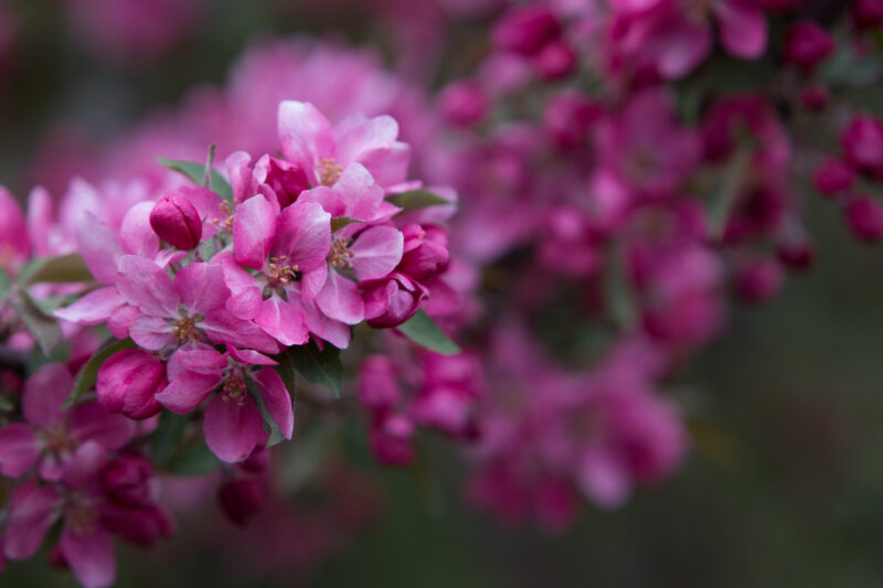 Tree Blossoms — Flowers, flora, blossoms, trees, Spring