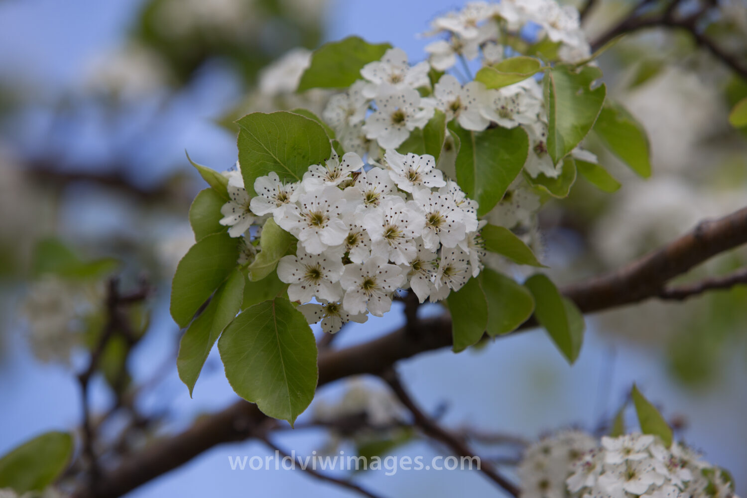Tree Blossoms