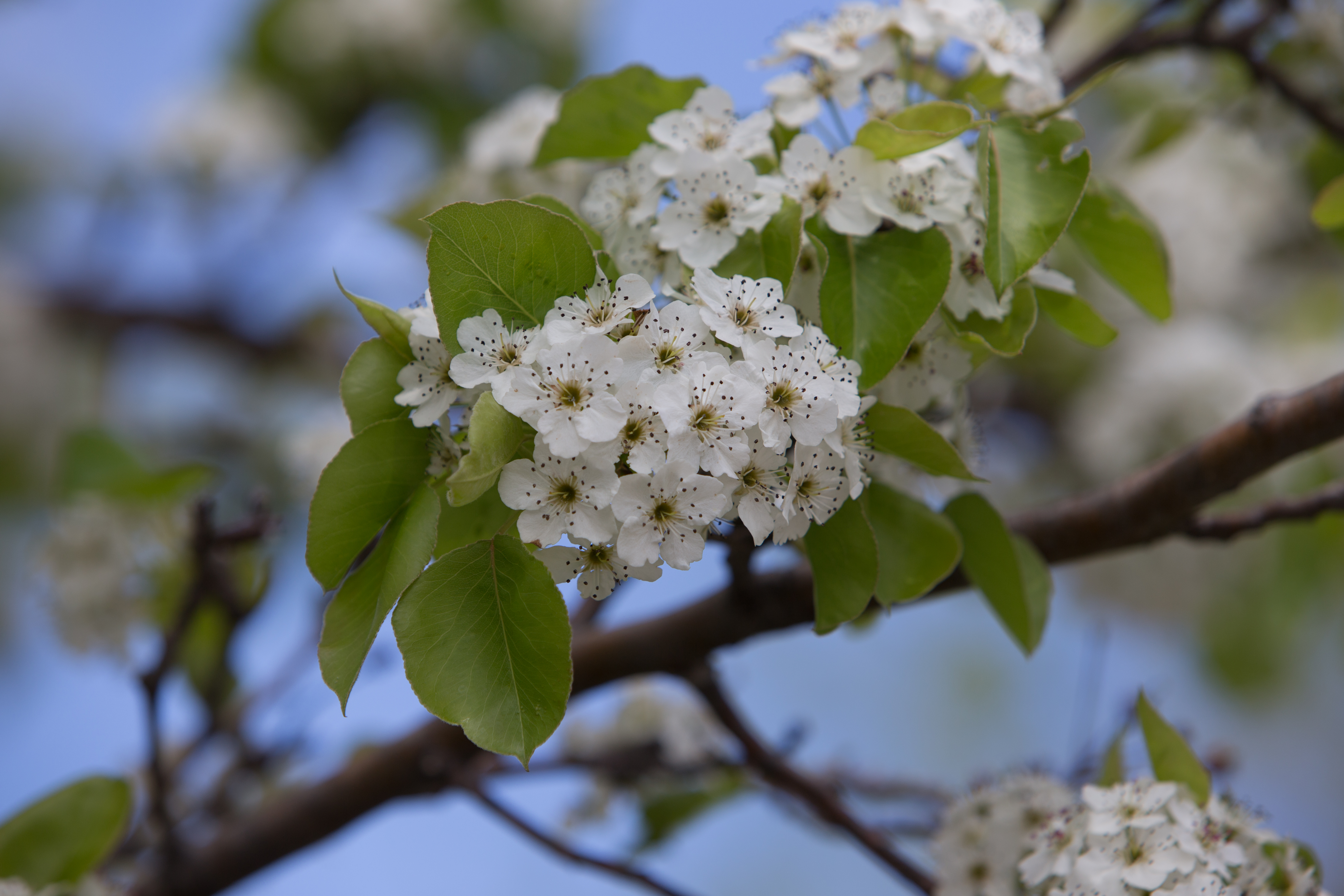 Tree Blossoms