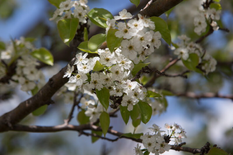 Tree Blossoms — Flowers, flora, blossoms, trees, Spring