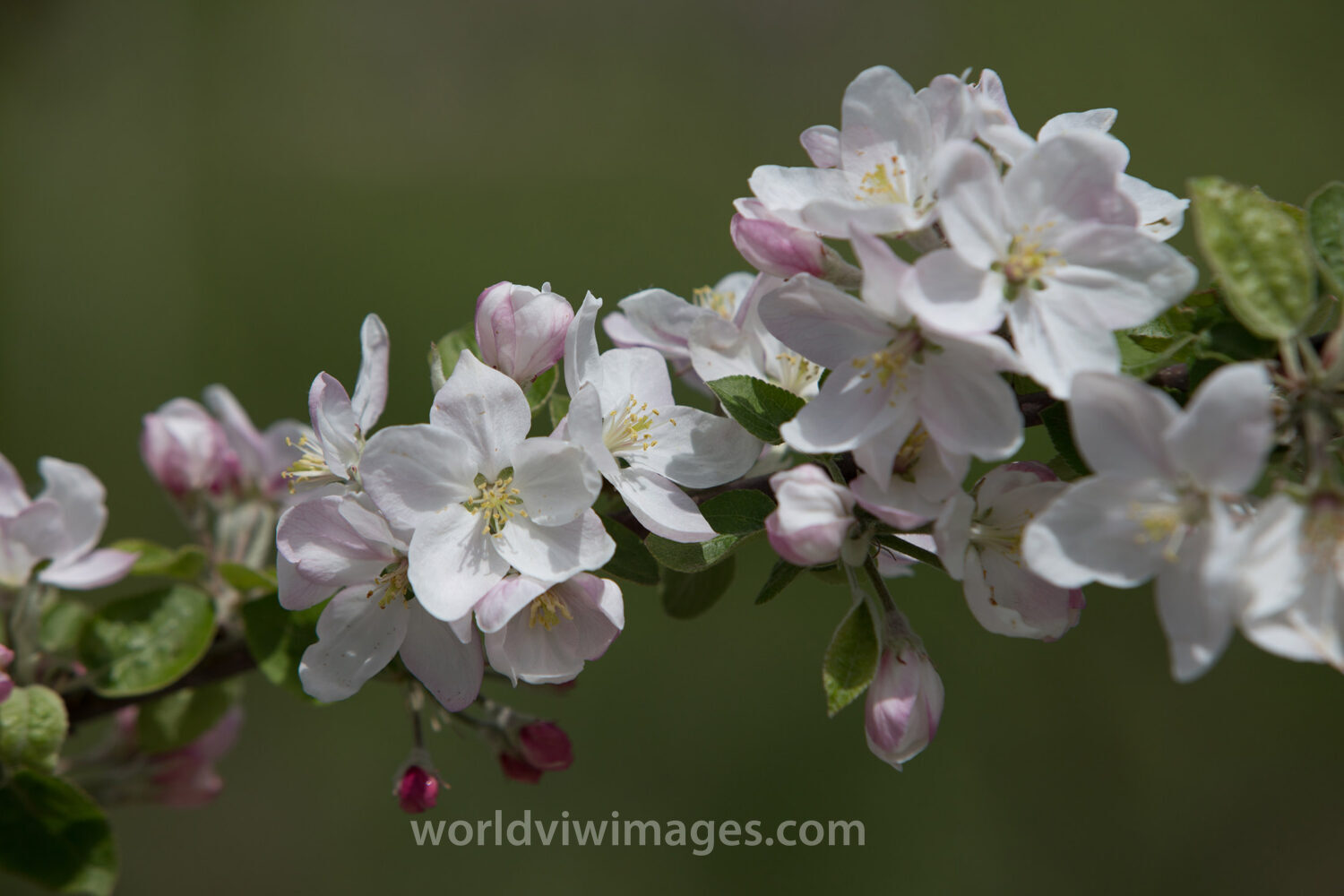 Tree Blossoms