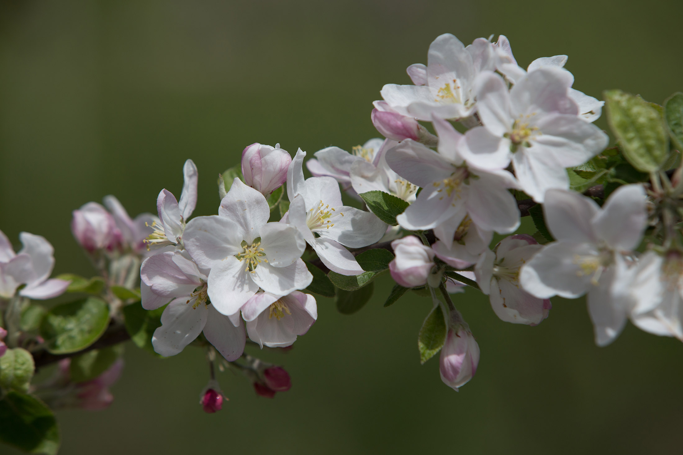 Tree Blossoms
