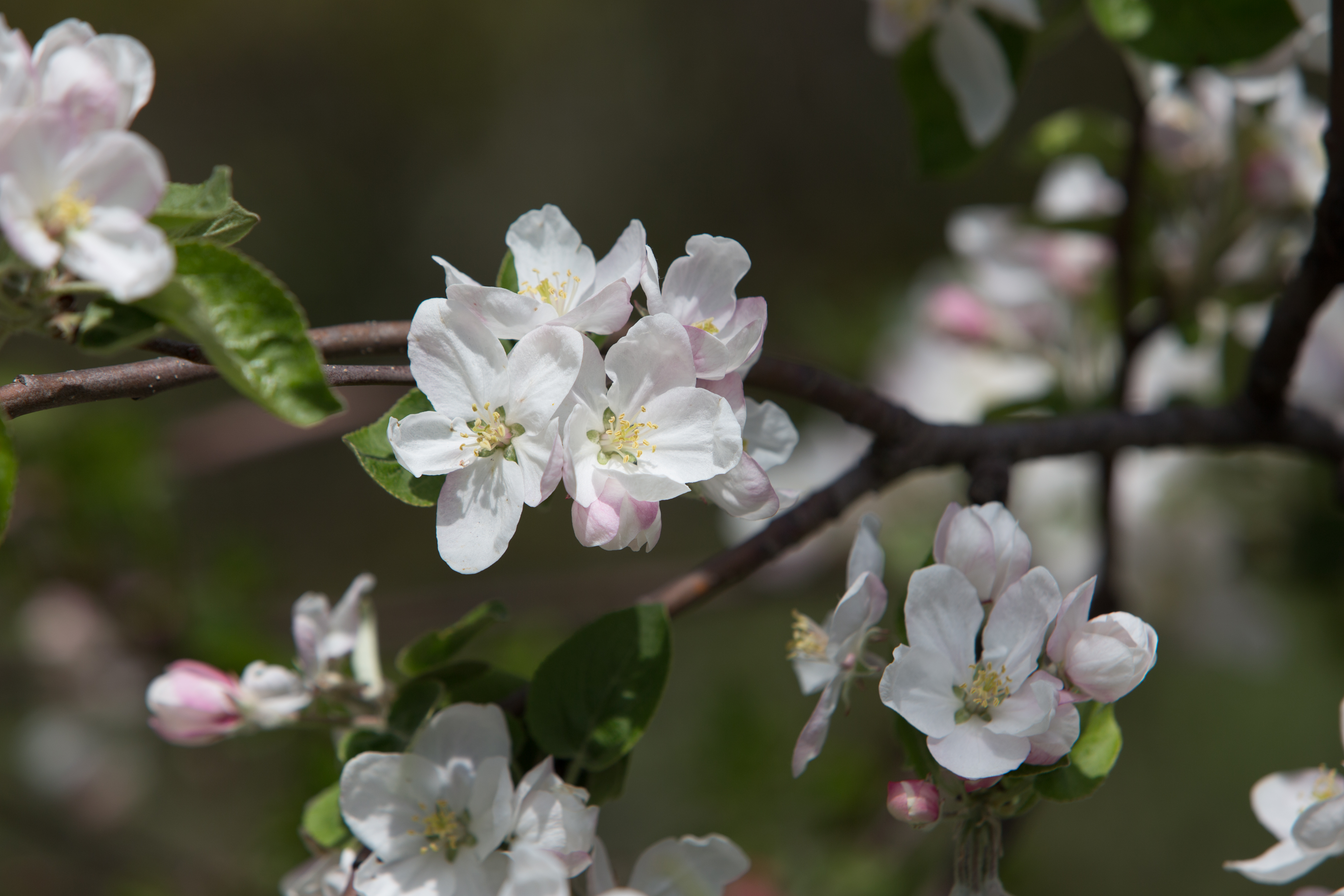 Tree Blossoms