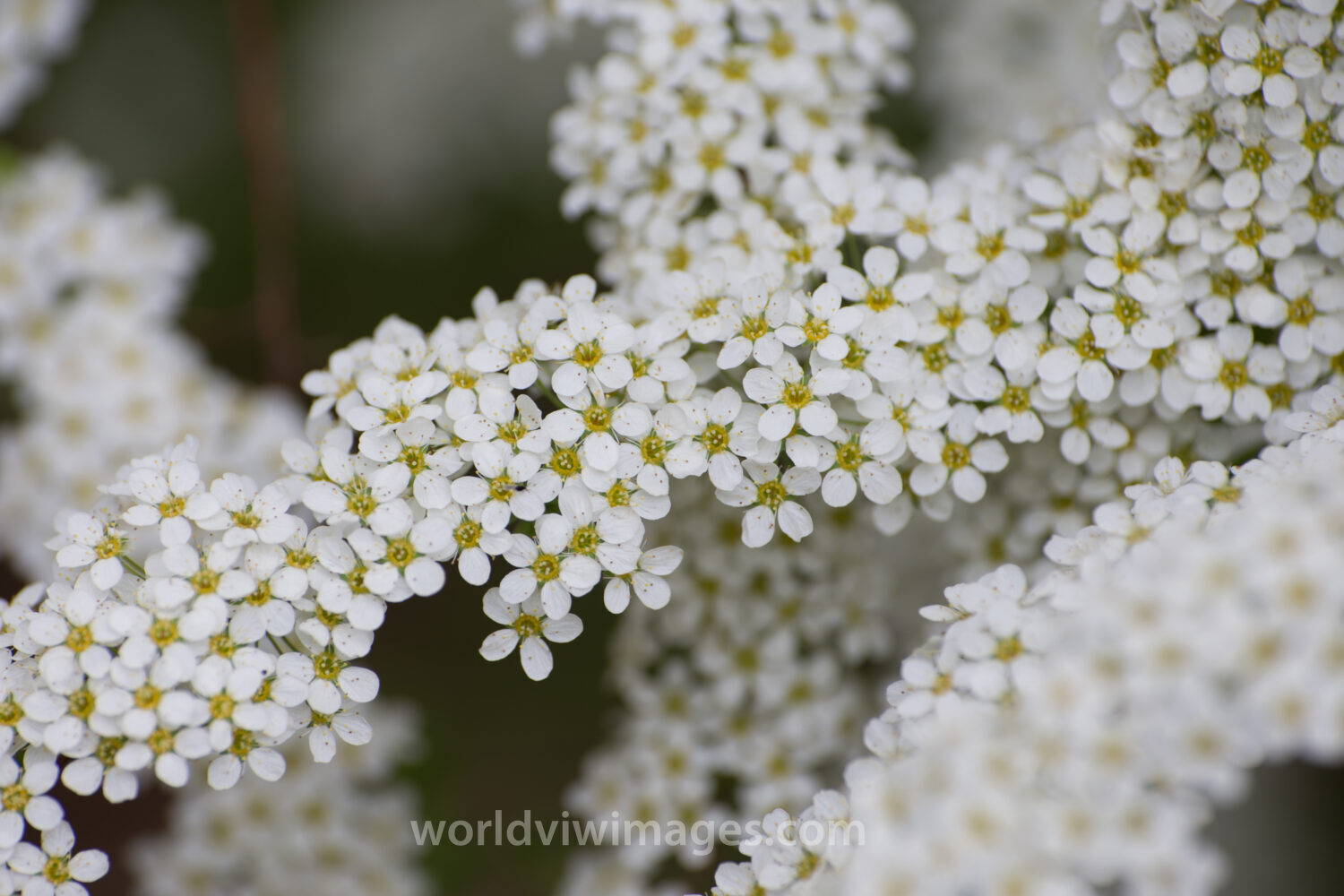 Tree Blossoms