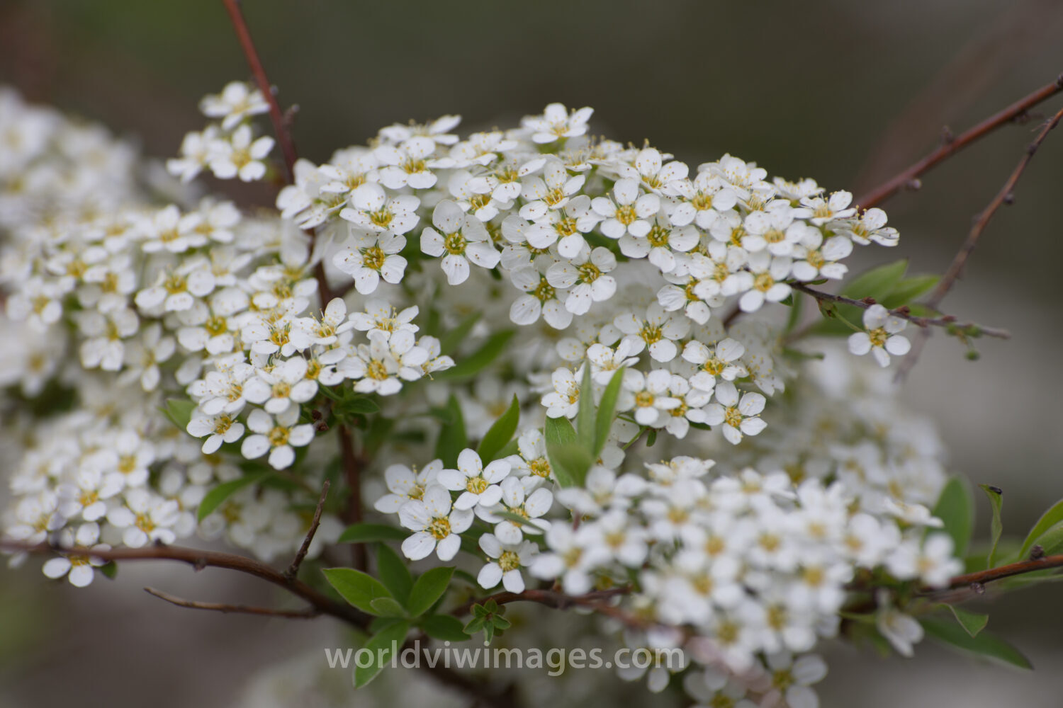 Tree Blossoms