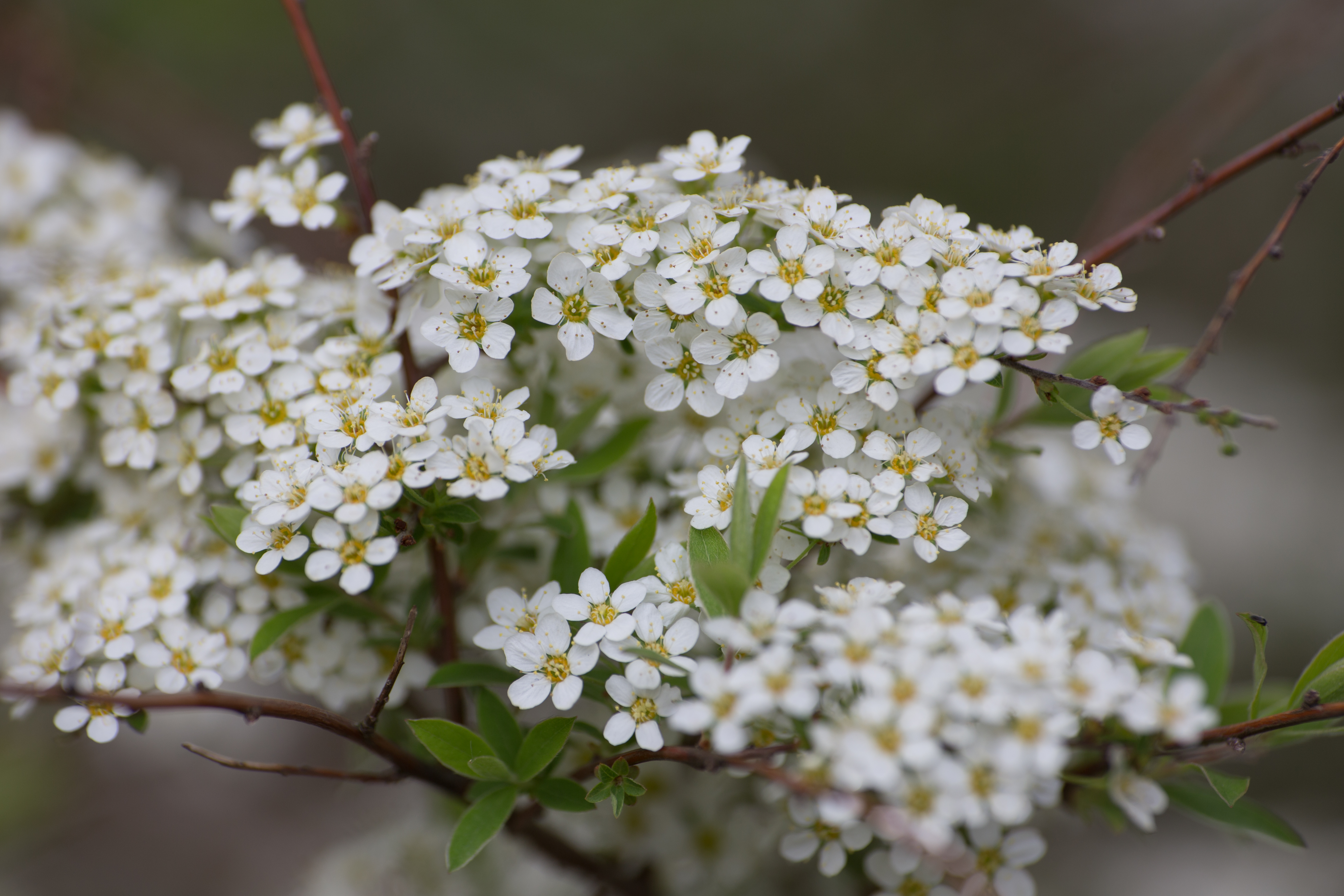 Tree Blossoms