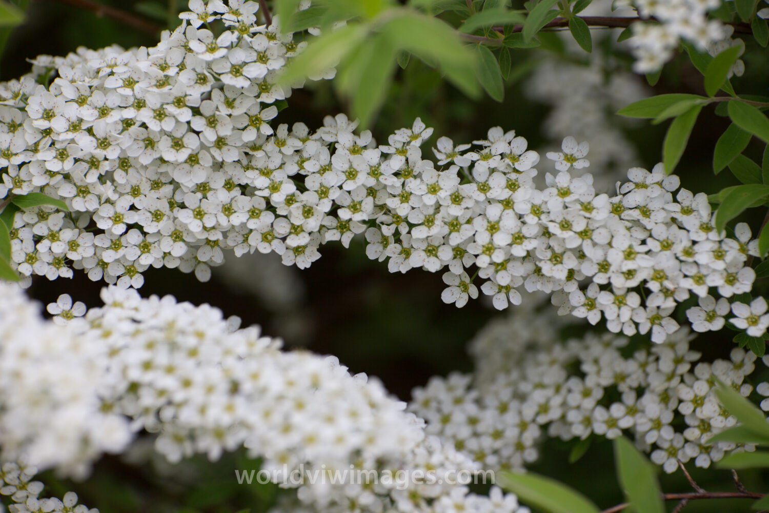 Tree Blossoms