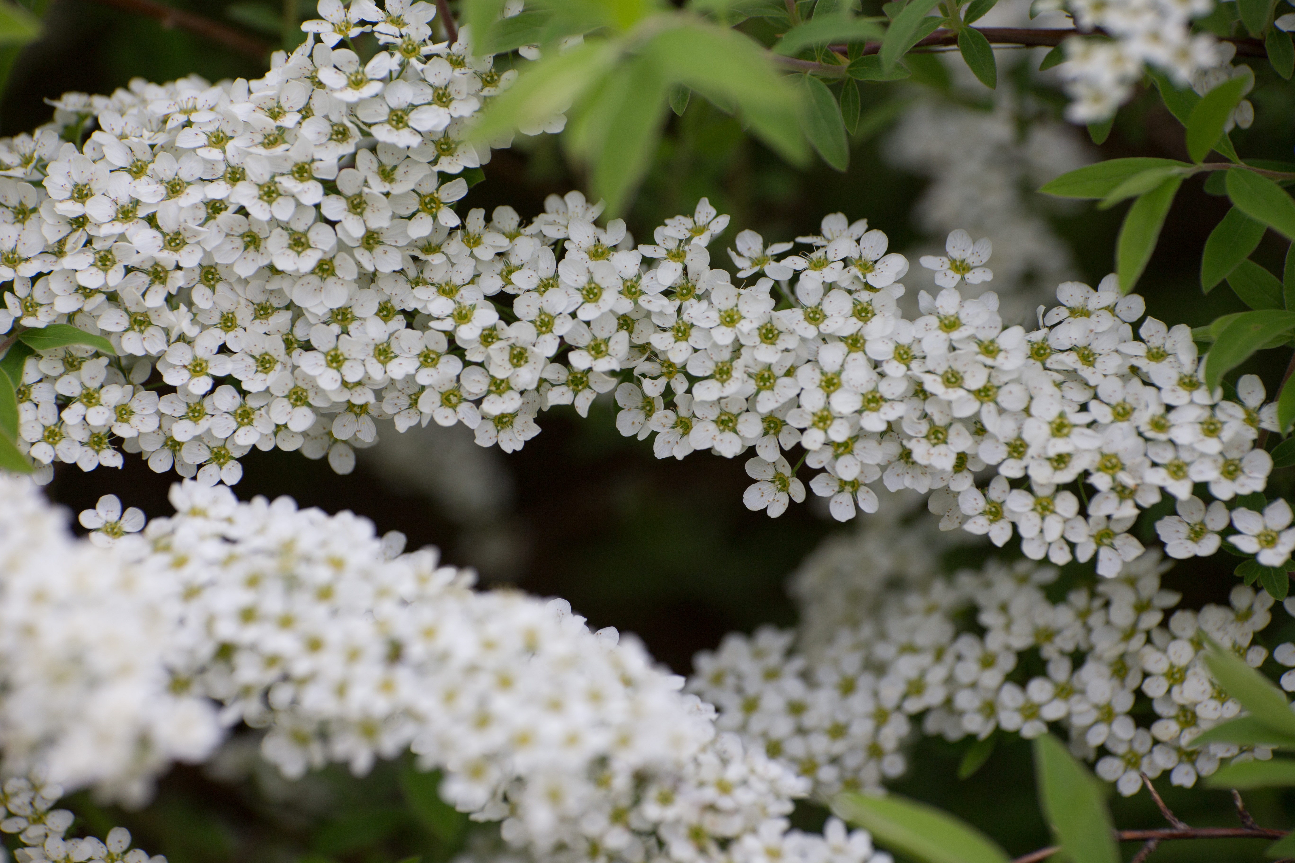 Tree Blossoms
