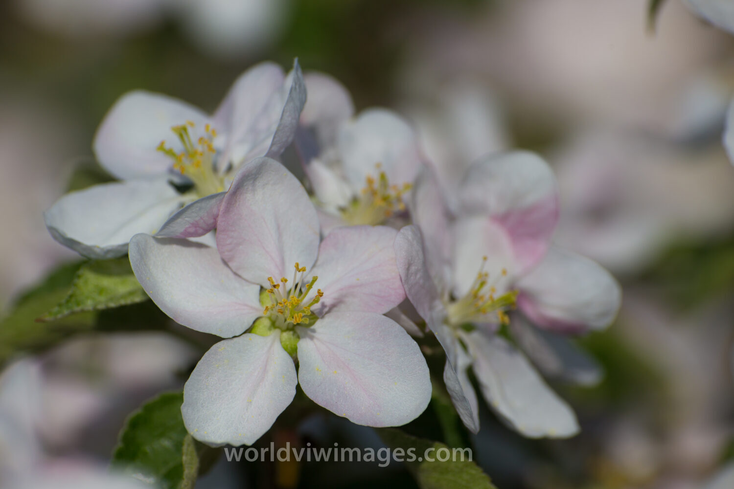 Tree Blossoms