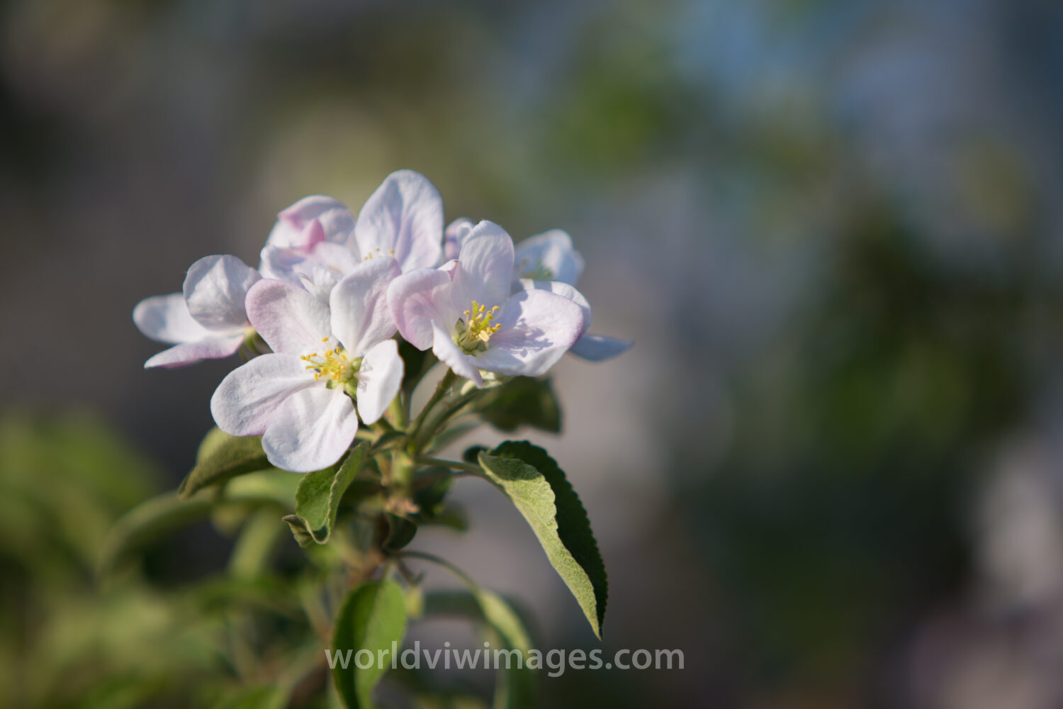 Tree Blossoms